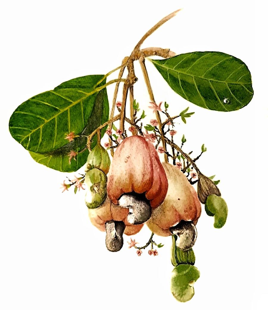 Watercolour of cashew nuts on 300gsm hotpress paper